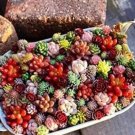 Rare 500 PCS Succulent Planter Seeds Mix Lithops