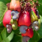 Rare 5 seeds Bellfarm® Cashew Tree
