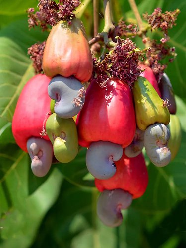 Rare 5 seeds Bellfarm&Acirc;&reg; Cashew Tree