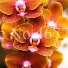 Rare 100 PCS Cymbidium Floribundum Orchid Seeds - Redish Brown Flowers
