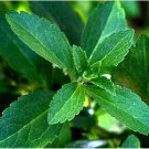 Rare 100 PCS Vanilla Stevia Seeds - Green Color