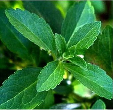 Rare 100 PCS Vanilla Stevia Seeds - Green Color