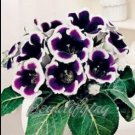Rare 100 PCS Gloxinia Seeds