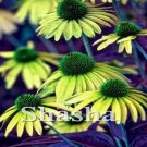 Rare 200 PCS Echinacea Purpurea Seeds - Apple Green Big Flowers