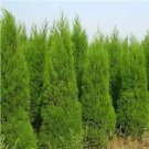 Rare 100 PCS Italian Cypress Trees Seeds Platycladus Orientalis