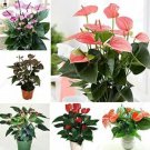 Rare 100 PCS Anthurium Seeds - Light Pink Flowers