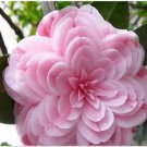 Rare 50 PCS Common Camellia Seeds - Pink Flowers