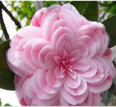 Rare 50 PCS Common Camellia Seeds - Pink Flowers