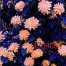 Rare 100 PCS Clematis Seeds - Light Khaki Color