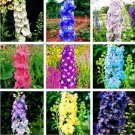 Rare 100 PCS Hydrangea Rocket Larkspur Plant Seeds Ajacis Delphinium - Mixed 9 Colors