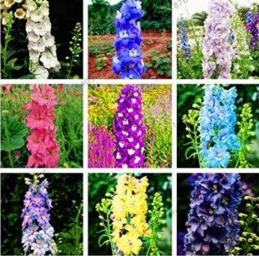 Rare 100 PCS Hydrangea Rocket Larkspur Plant Seeds Ajacis Delphinium - Mixed 9 Colors