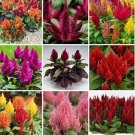 Rare 300 PCS Flamingo Cockscomb Seeds - Mixed Flowers