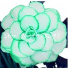 Rare 50 PCS Rieger Begonias Flower Seeds - 2 Colors Available