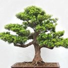 Rare 20 PCS Potted Pine Tree Seeds Pinus Thunbergii Podocarpus macrophyllus