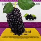 Rare Original Pack 100 PCS Mulberry seeds Blackish Purple Big Fruit Edible