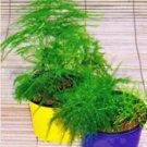 Rare 20 PCS Asparagus setaceus Perennial Seeds