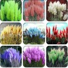 Rare 200 PCS Pampas Grass Seeds Mixed 9 Colors
