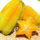 Rare 100 PCS Averrhoa Carambola Seeds