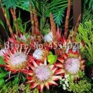 Rare 200 PCS Protea Cynaroides Seeds