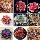 Rare 100 PCS Echeveria Purpusorum Seeds - Mixed