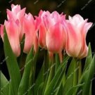 Rare 100 PCS Tulips Seeds - Water Pink Colors