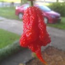 Rare 100 PCS Carolina Reaper Pepper Seeds Red