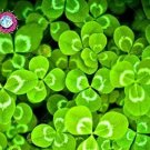 Rare 100 PCS Shamrock Oxalis Medicago Trifolium Flower Seeds