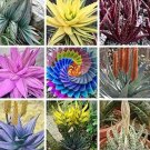 Rare 500 PCS Charming Aloe Mix Seeds