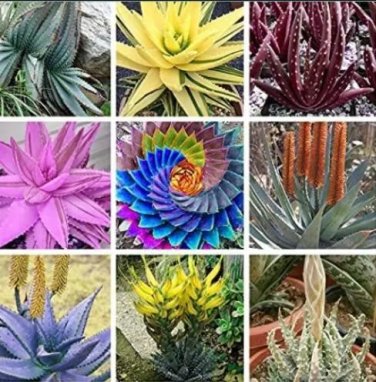Rare 500 PCS Charming Aloe Mix Seeds