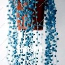 Rare 200 PCS Blue Pearl Chlorophytum Bonsai Seeds