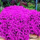 Rare 100 PCS Creeping Thyme Seeds Rock CRESS - Rose Purple Color