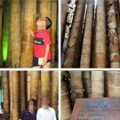 Rare 100 PCS Huge Dragon Bamboo Giant Bambu Tree Seeds