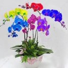 Rare 50 PCS Rainbow Butterfly Orchid Seeds - Colorful Flowers