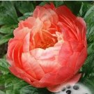 Rare 20 PCS Perennial Peony Flowers Seeds - Rose Pink to Whitish Pink Double Ball Flowers