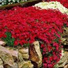 Rare 500 PCS Creeping Thyme Seeds Rock CRESS - Dark Red Flowers