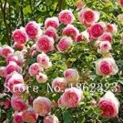 Rare 10 PCS Chinese Peony Tree Seeds - 3 Types of Types