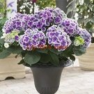 Rare 10 PCS Hydrangea Seeds Perennial Flower purple