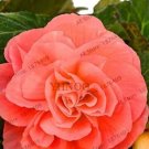 Rare 50 PCS Camellia Flores Seeds - Bright Orange Color