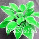 Rare 200 PCS Hosta Seeds - Bright Fresh Green Color