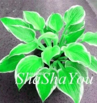 Rare 200 PCS Hosta Seeds - Bright Fresh Green Color