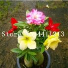 Rare 1 PC Desert Rose Seeds - Colorful