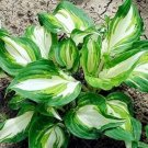 Rare 200 PCS Japanese Hosta Seeds Perennials - green
