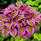 Rare 200 PCS Japanese Hosta Seeds Perennials - pink