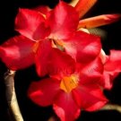 Rare 4 PCS Adenium Obesum Seeds Desert Rose - 2 Colors Available