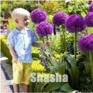 Rare 100 PCS Geranium Giant Allium Giganteum Seeds - Dark Purple Flowers