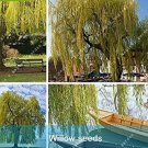 Rare 50 PCS Giant Willow Tree Seeds