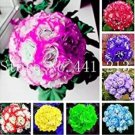 Rare 30PCS Geranium Seeds - Mixed Rose