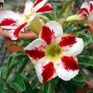 Rare 1 PC Desert Rose Seed - White & Red Bi-Color Single Petals