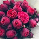 Rare 10 PCS Chinese Peony Tree Seeds - Heirloom Double Ball Type Flowers