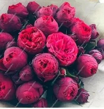 Rare 10 PCS Chinese Peony Tree Seeds - Heirloom Double Ball Type Flowers